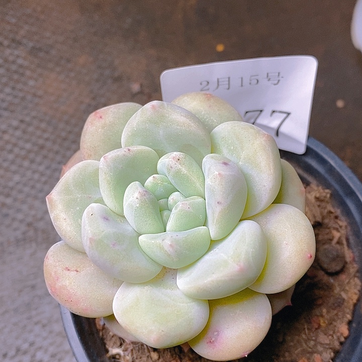 【闪购商品】云1377