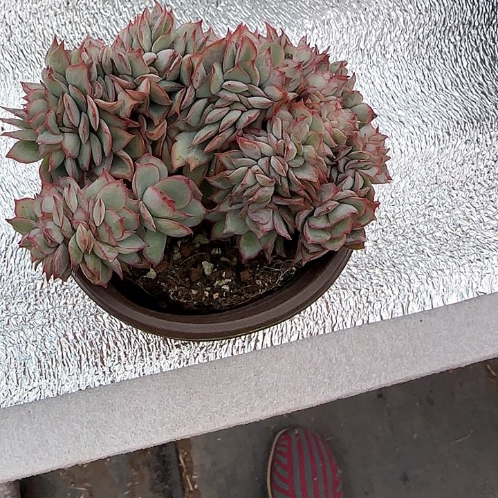 青蛙王子儿童牙膏111