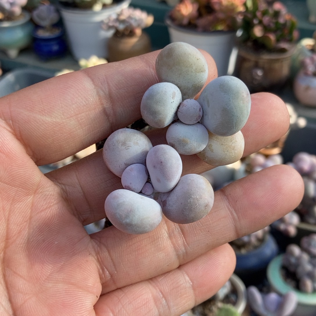 橙雪球奶酪单头5颗非偏远包邮