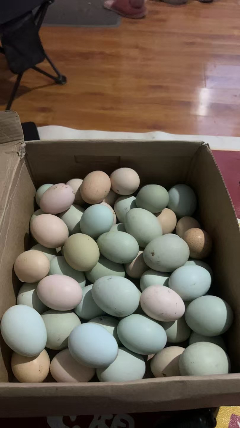 内蒙纯散养笨鸡种蛋
