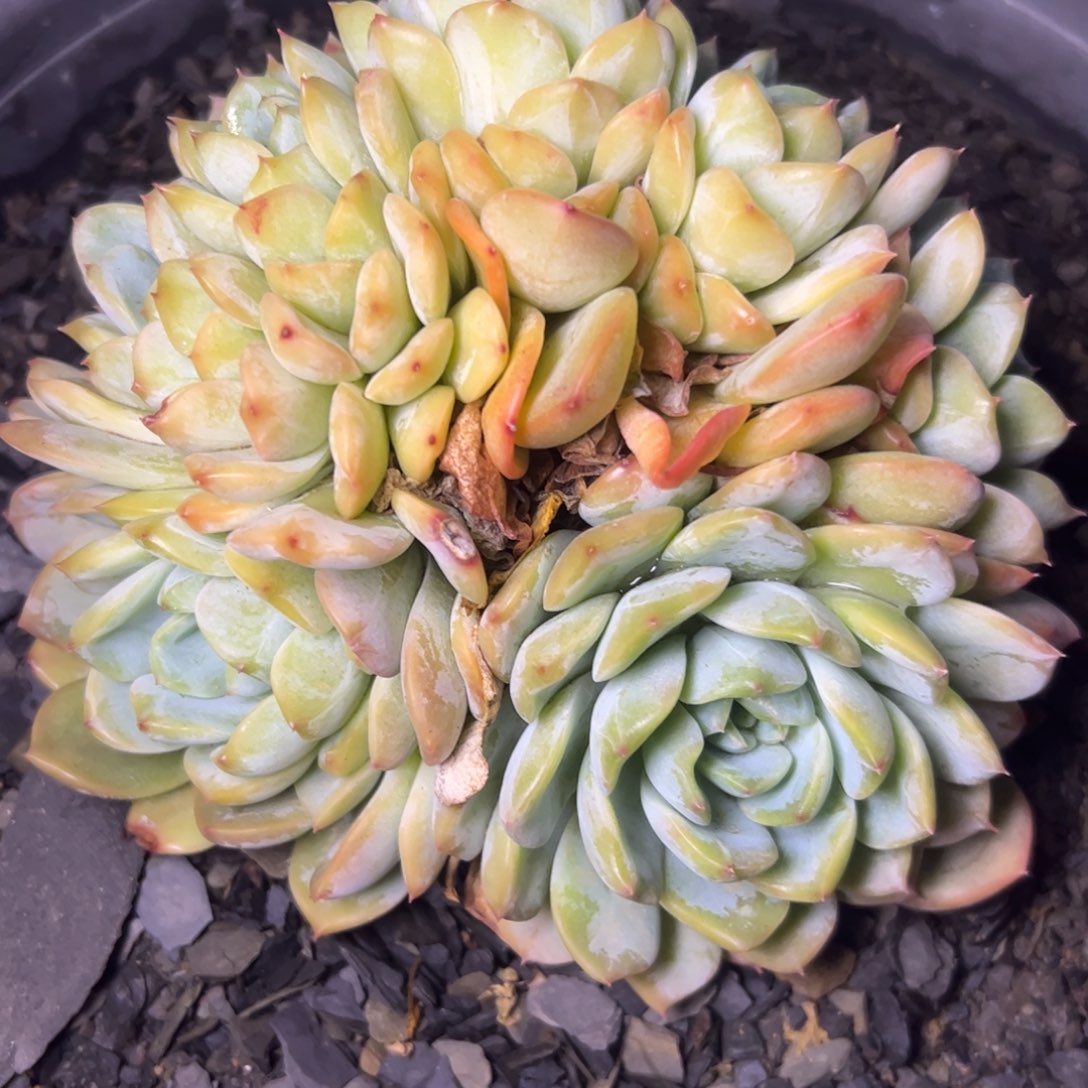 冰破多肉，一物一拍