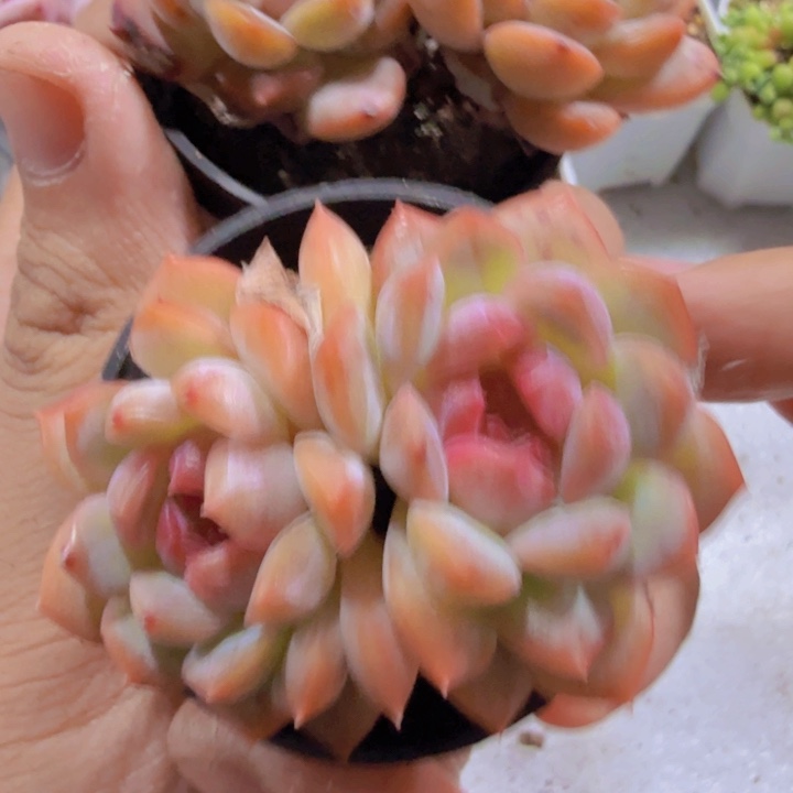韩版琴心双头一颗