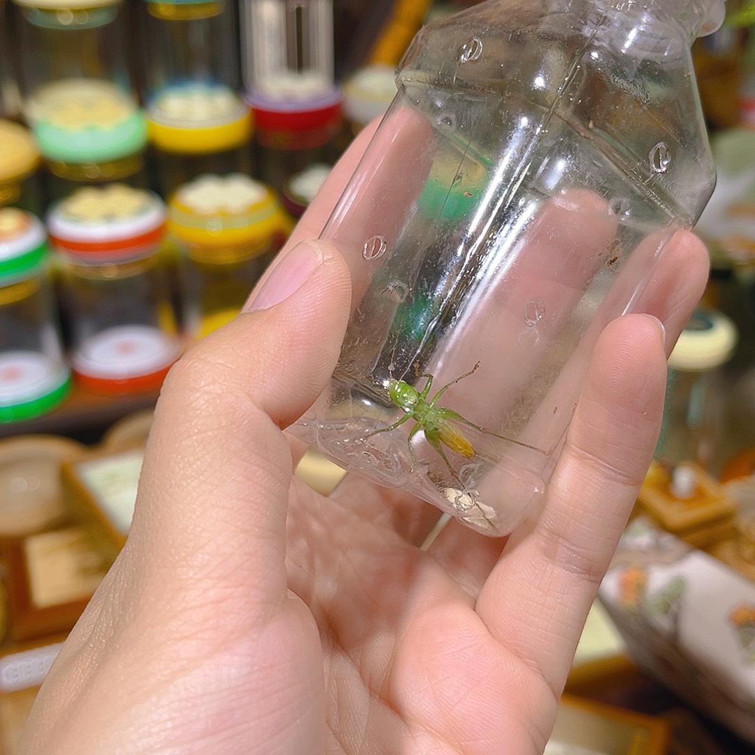 蟋蟀一只糖果螽斯