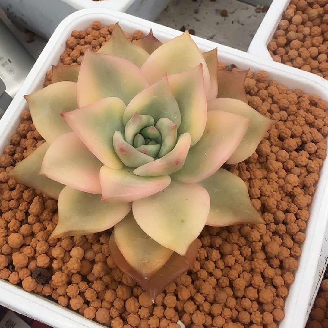 卡梅拉锦多肉植物