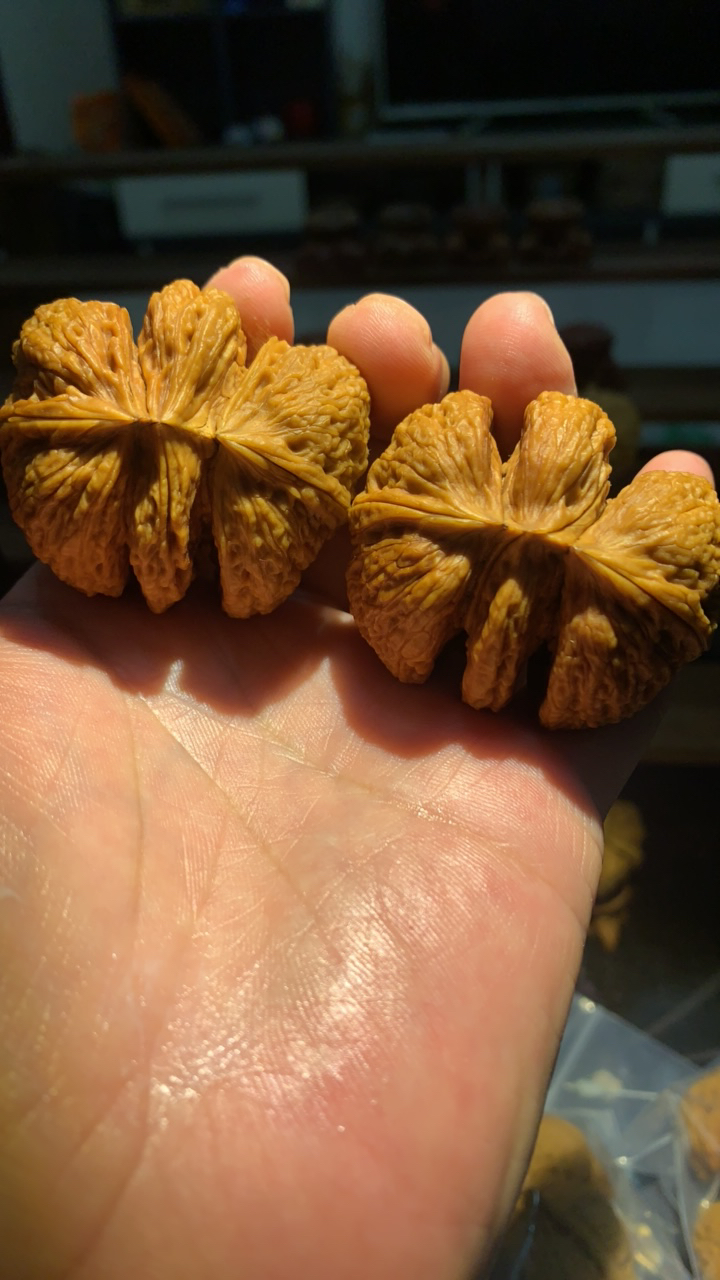 铁核桃蝴蝶三连伡：尺寸50