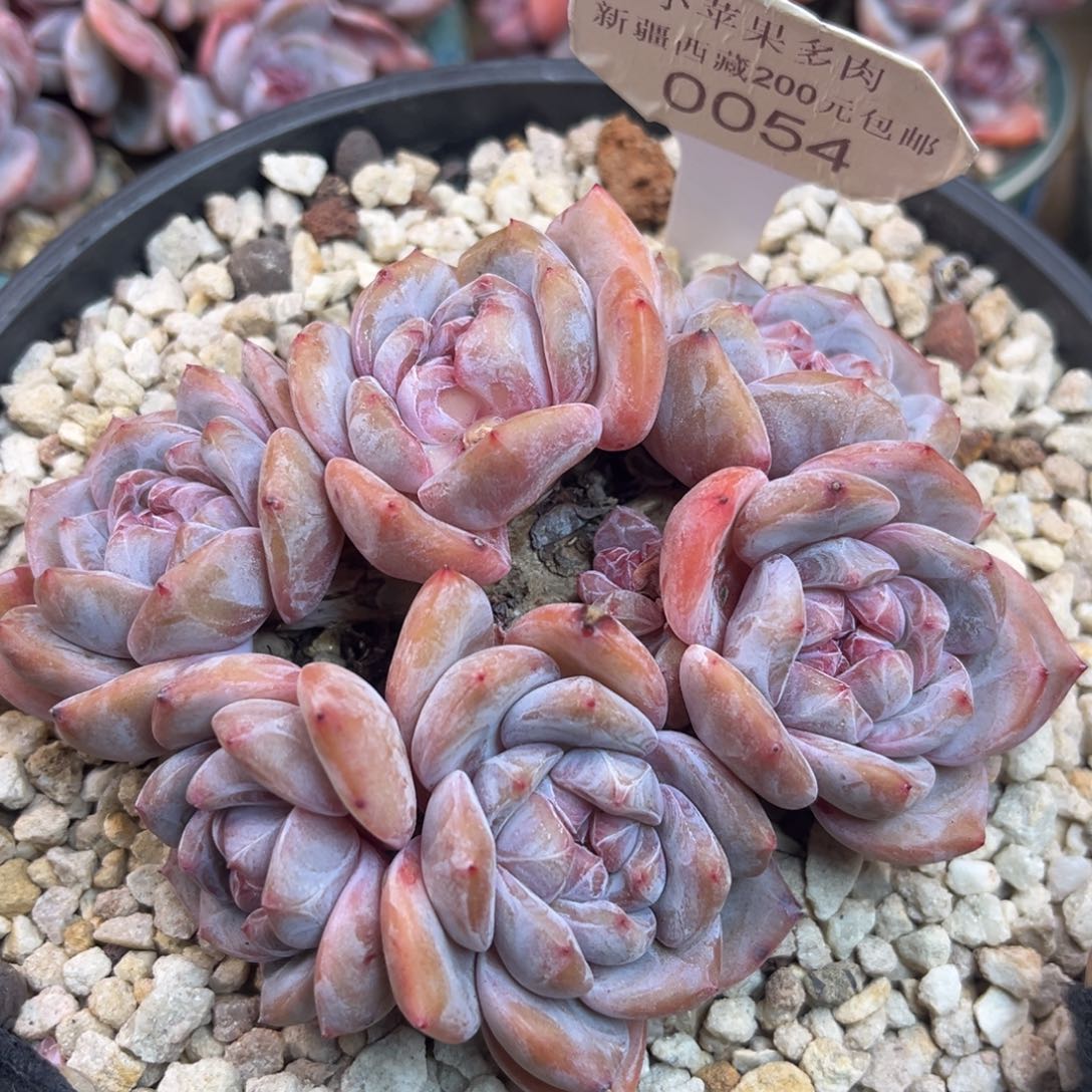 绿底紫心054/12cm5头