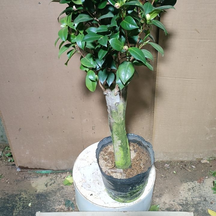 611四品 原盆原土发货，不包邮