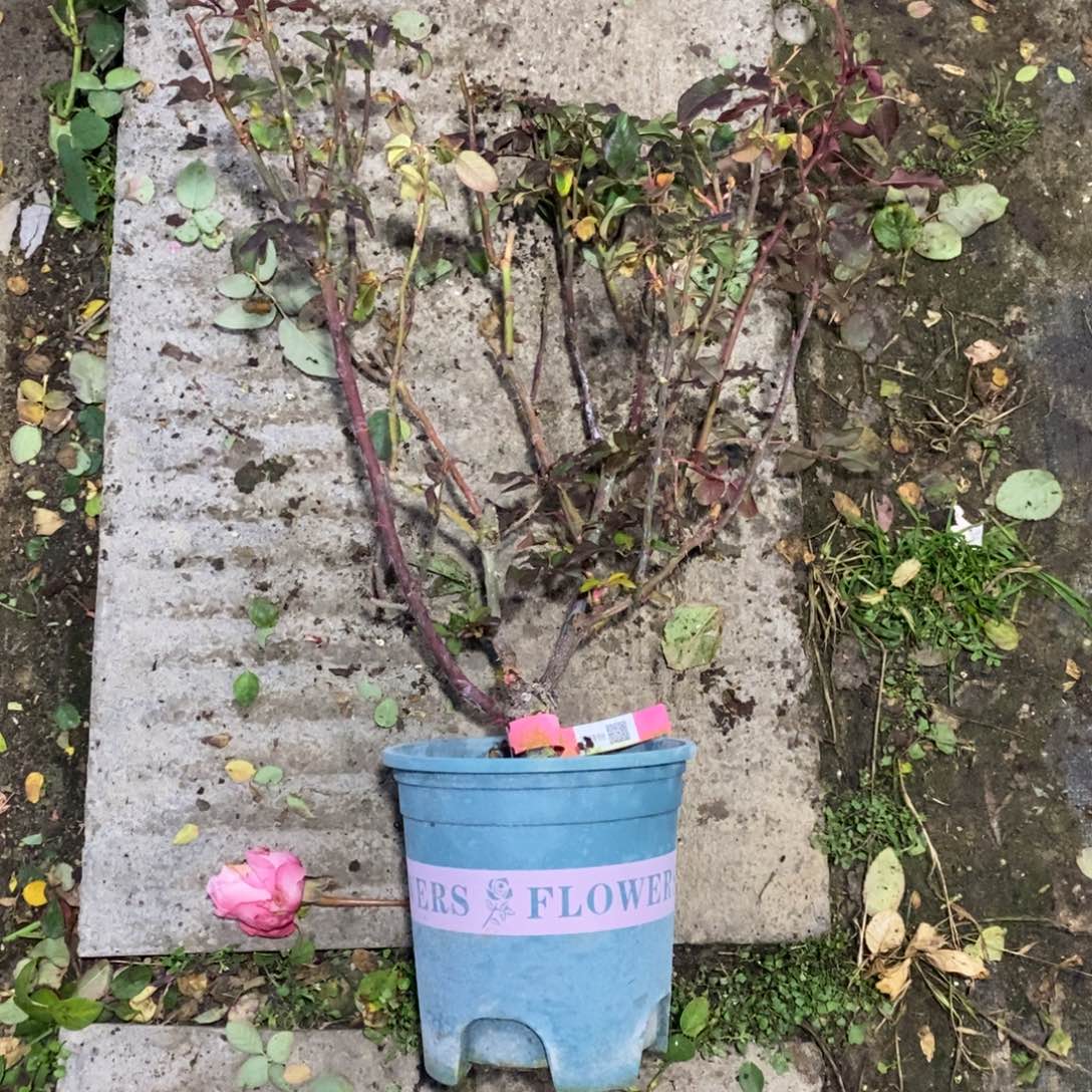 无花朵风铃粉玫瑰土球发货