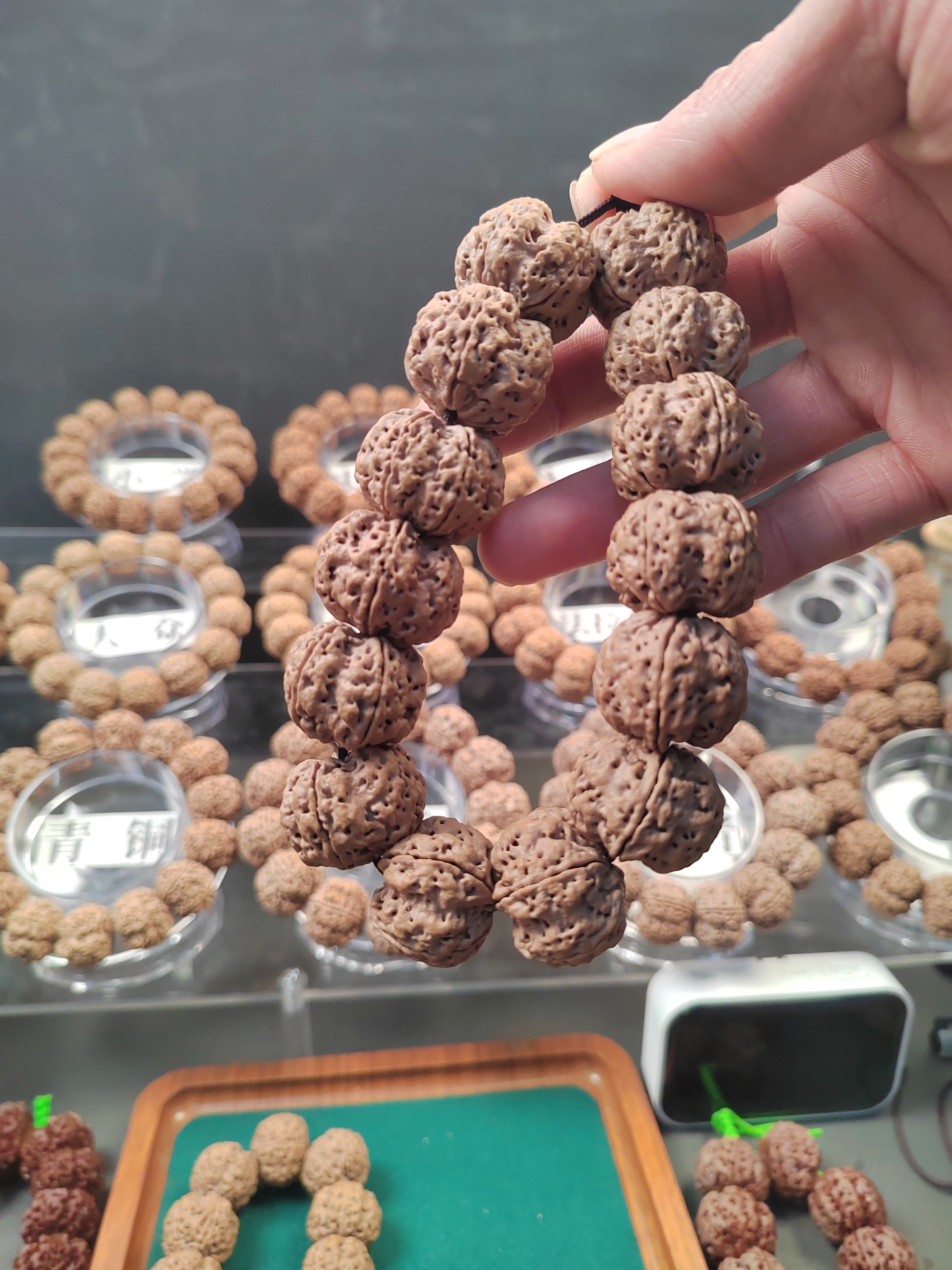 古龙产区扇面帝王花