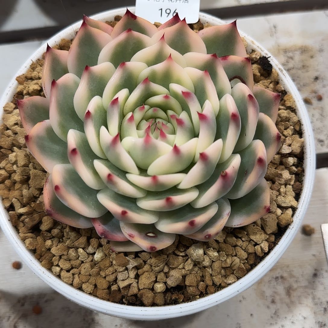 奋****?196吉娃娃锦多肉植物