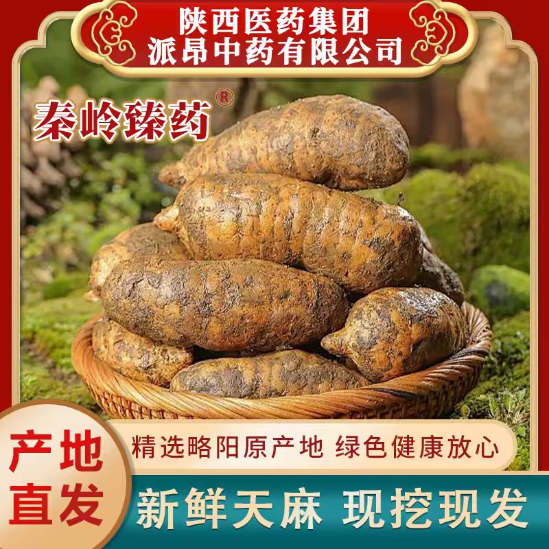 秦岭臻药略阳天麻无硫高活性仿野生种植养生滋补煲汤炖肉安神