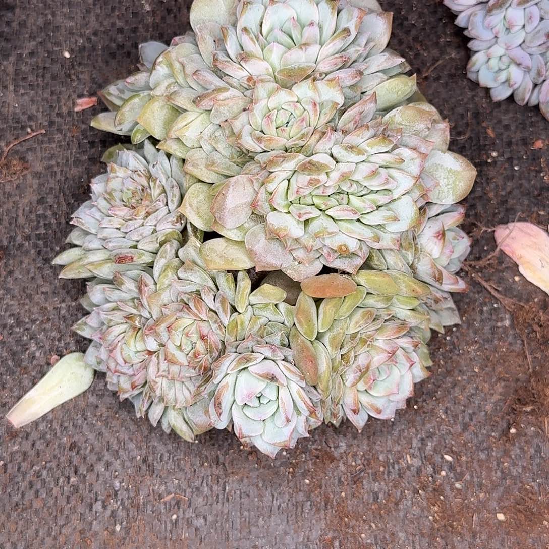 悦***阁白莲多肉植物发货