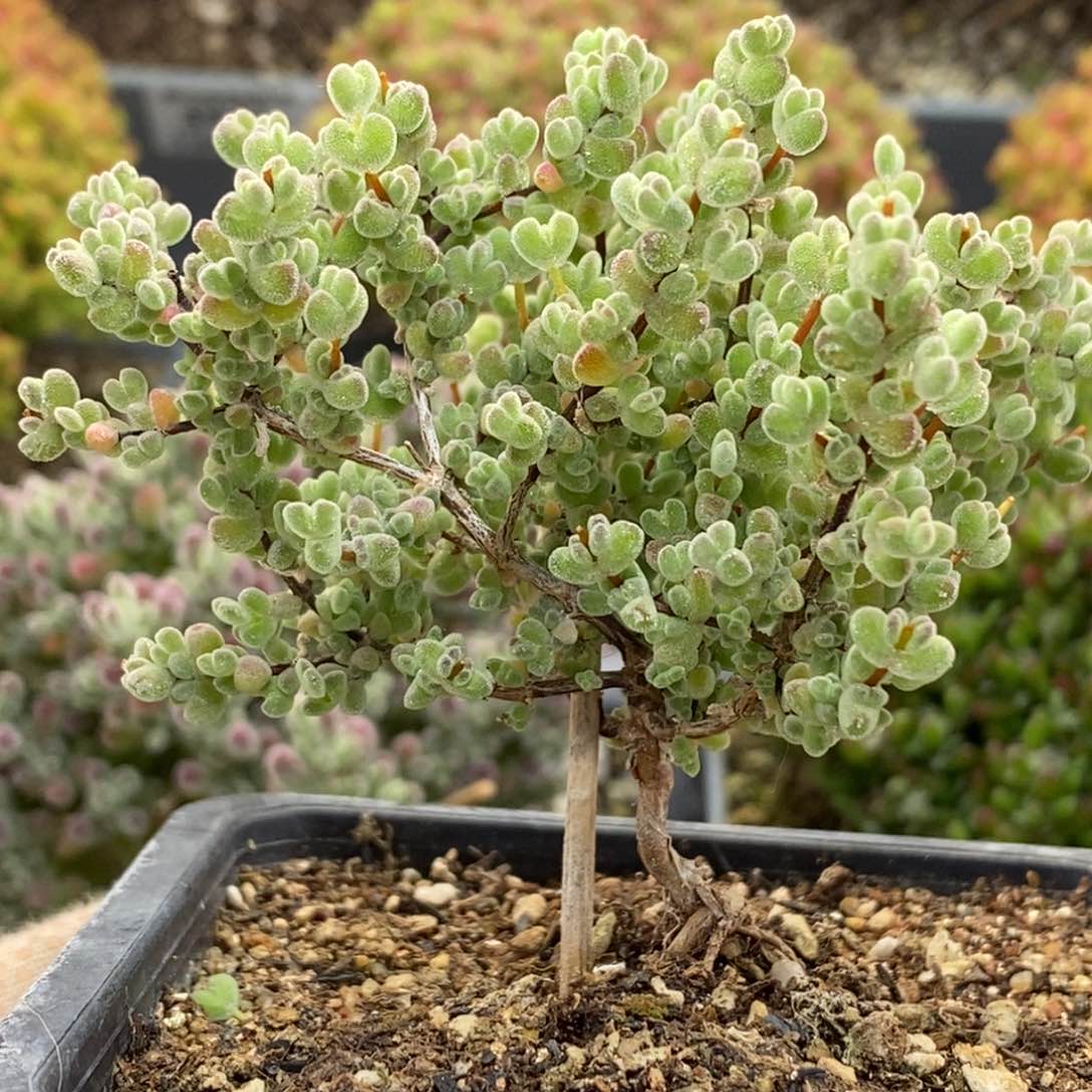 实生莱斯6113枝干番杏