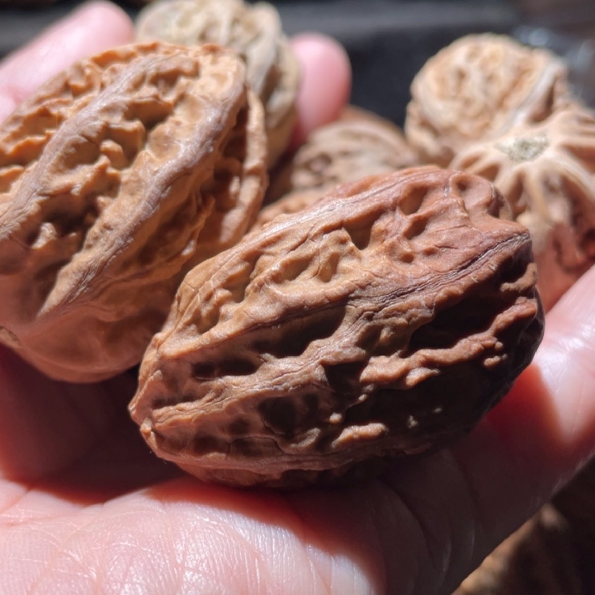 【闪购商品】文玩核桃把件酒*东北楸子14