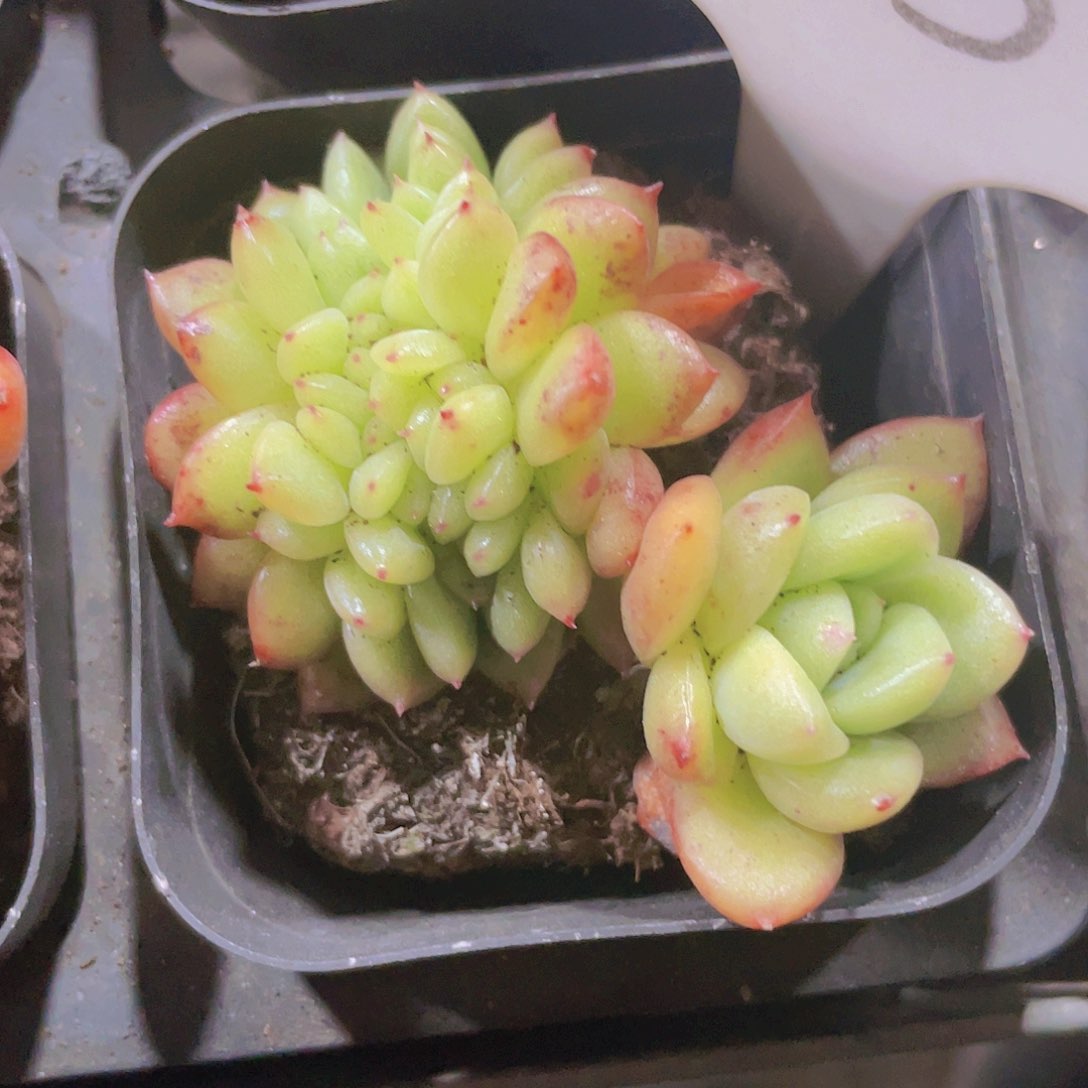 红果王缀e003一物一拍