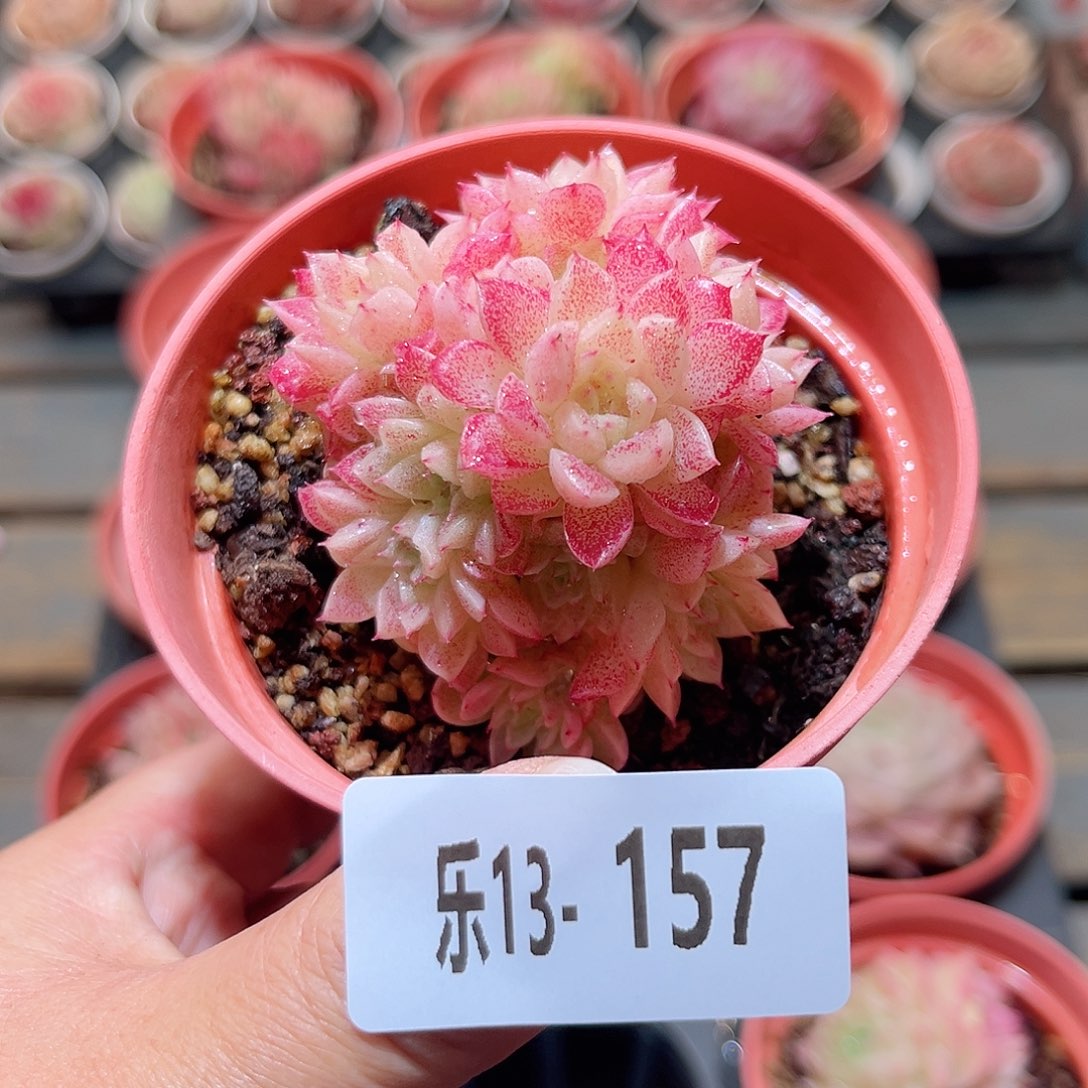 乐13-157 麦秆群 不包整