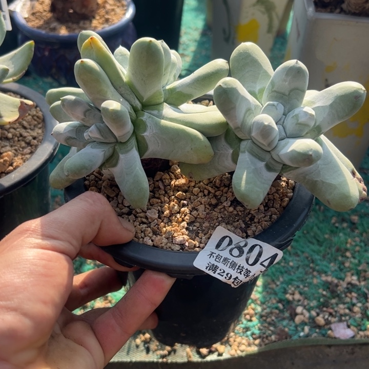804号拇指多肉植物