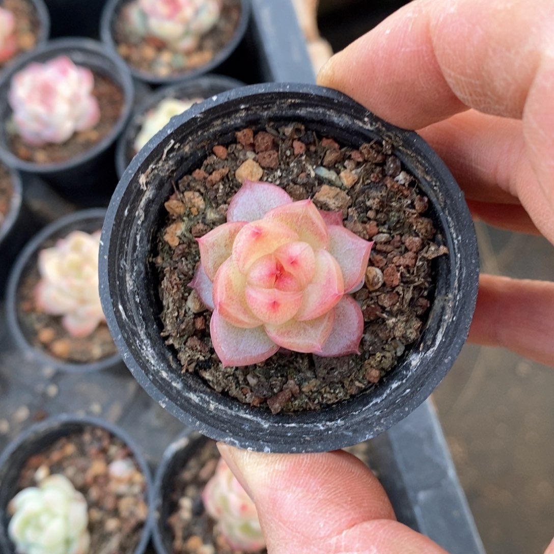 精品多肉一物一拍不包整120