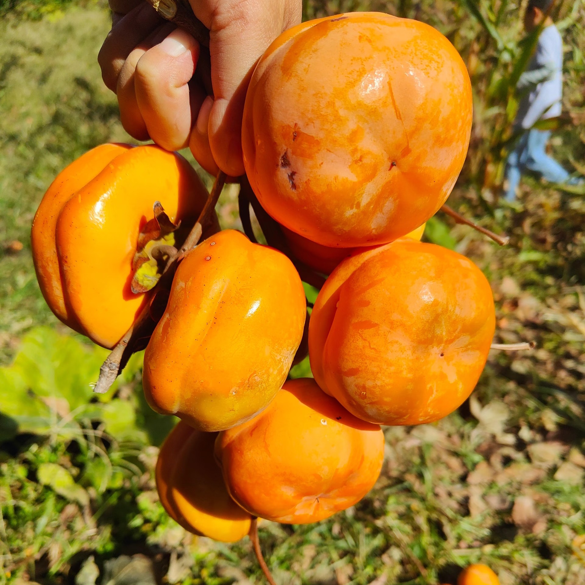 【磨盘柿苗】 又叫盒柿  大果型柿子