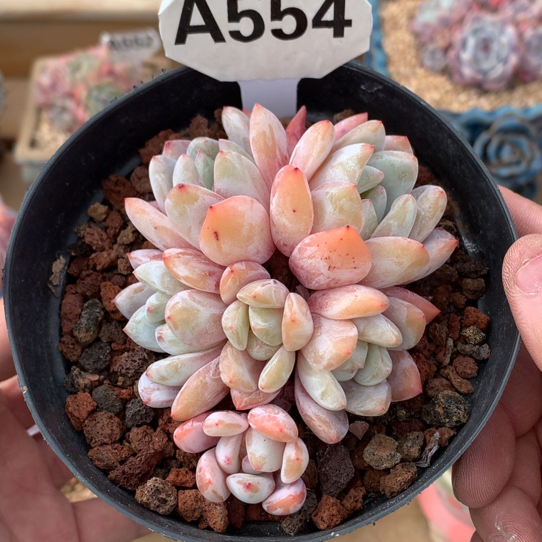 A554 6头厚叶雪天使 自然群