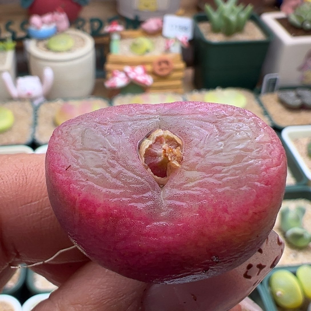 203。优选荧光粉体大毛母本。2.9