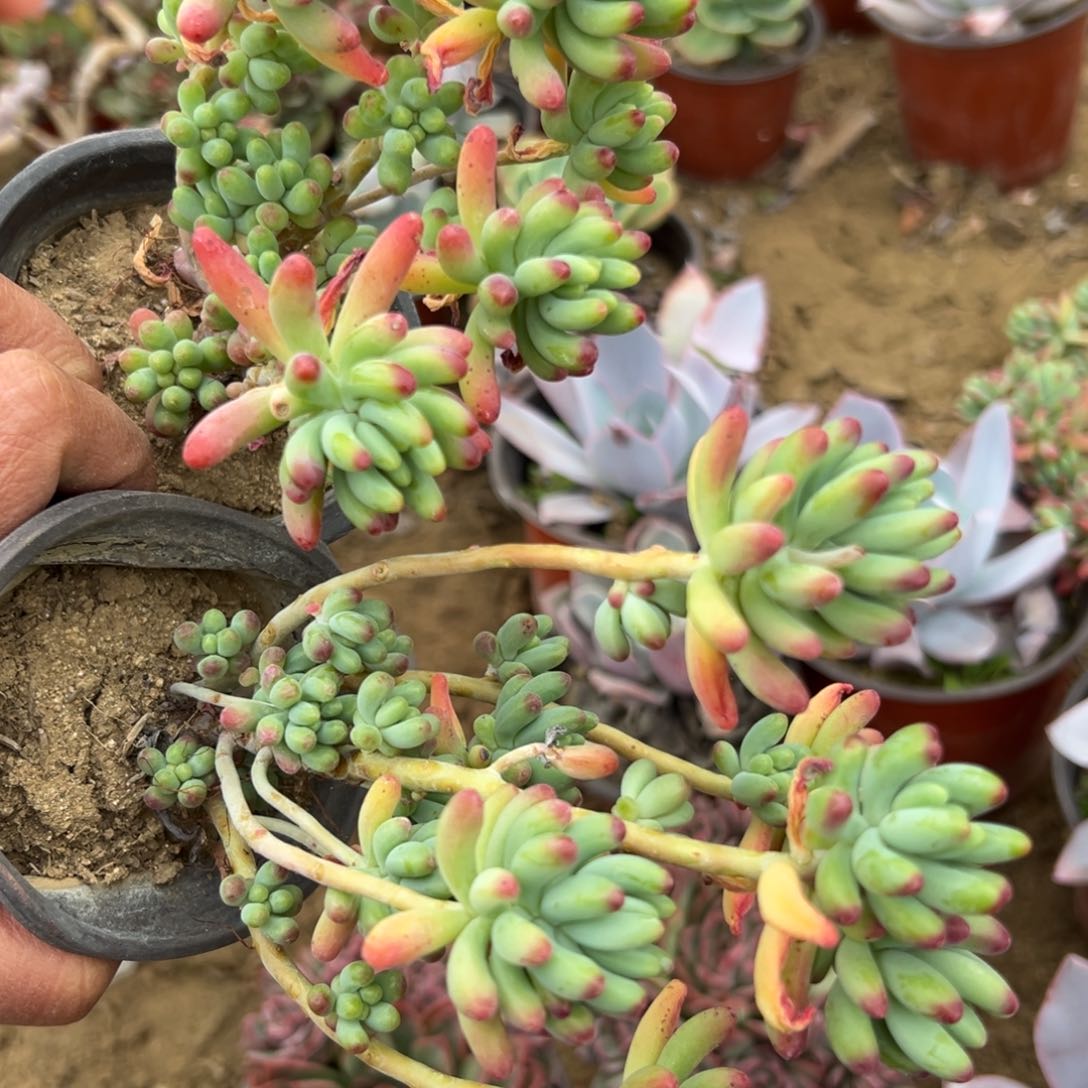 多肉植物多肉植物