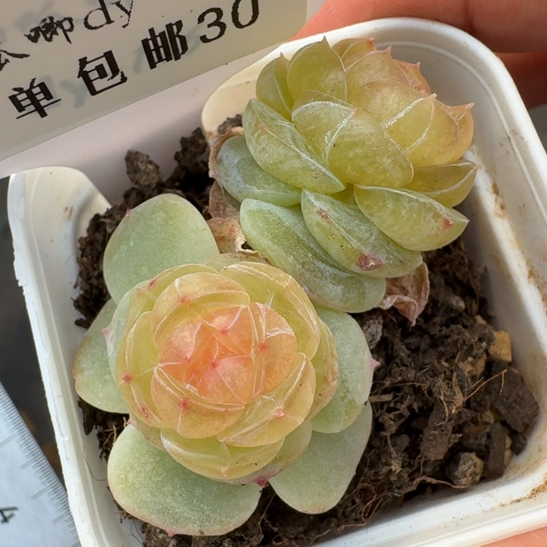 0224-030-素素双头