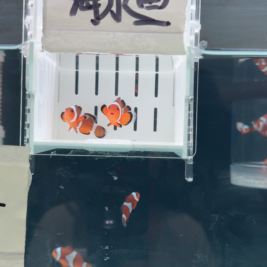 海水鱼4.5+配5+精品黑边公子一对