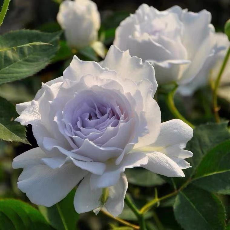 加百列大天使月季花苗特大花玫瑰花苗盆栽四季开花灌木