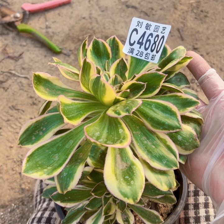 燕姿锦缀化多肉植物法师4680
