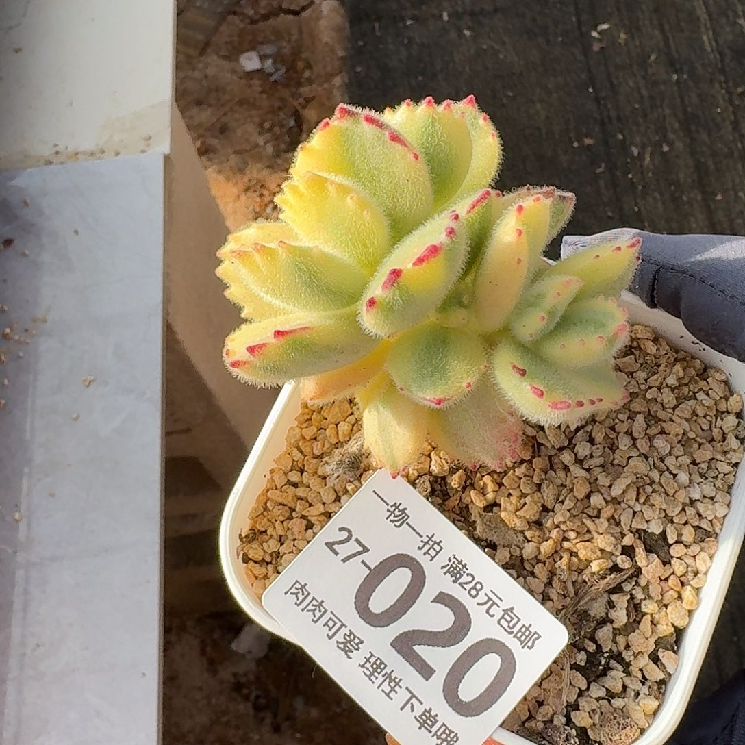 白熊无盆土发货无盆