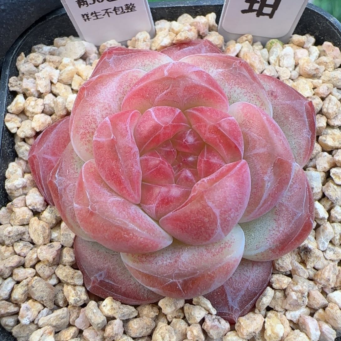 082  琥珀  5厘米盆