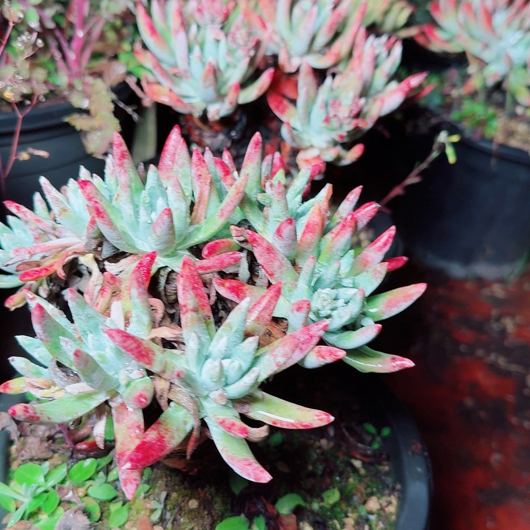 9559两颗一起多肉