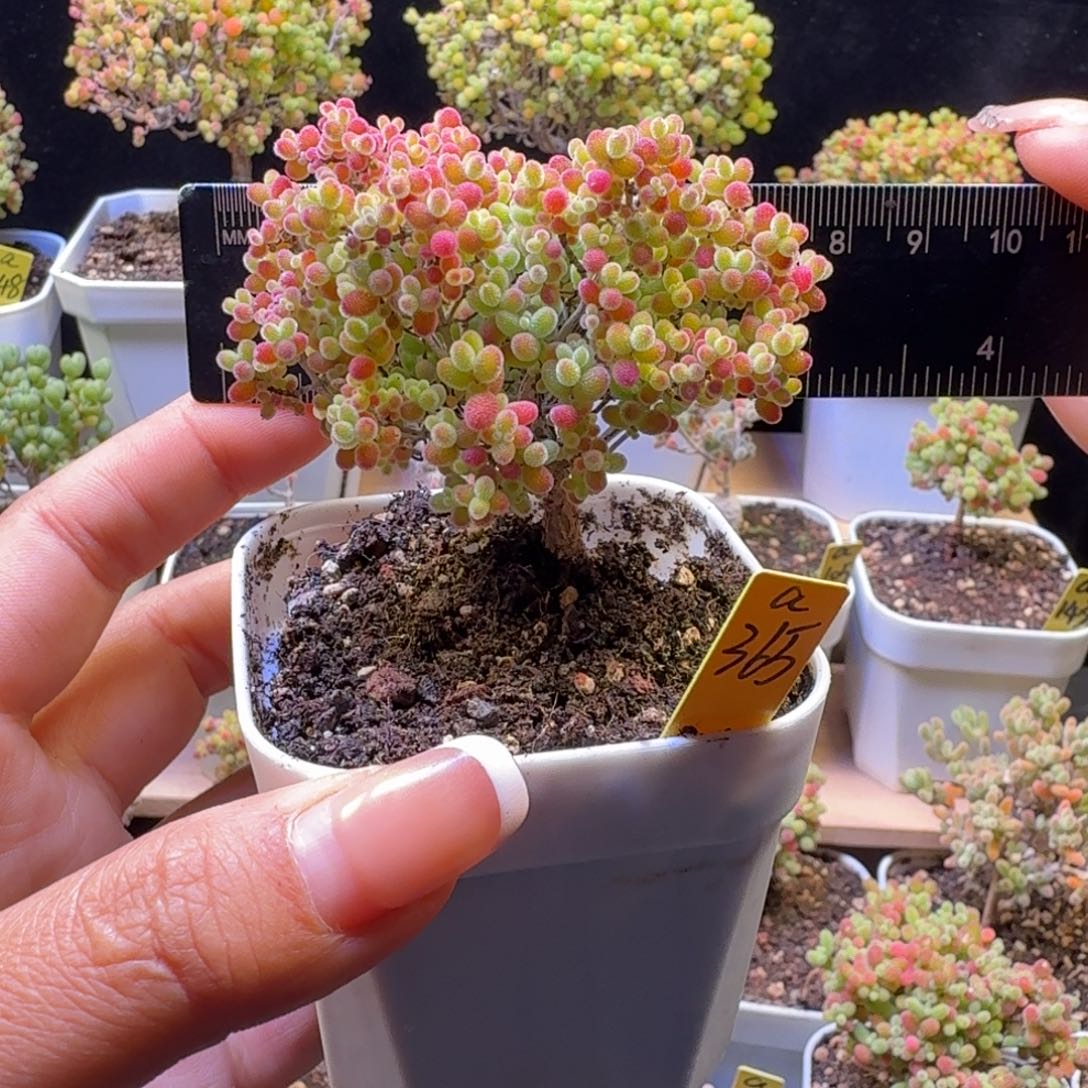 a365号蜜橘冠服6厘米左右