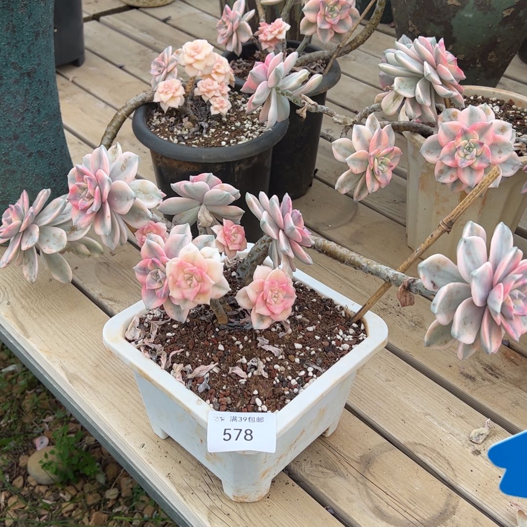 578紫乐锦老桩多肉