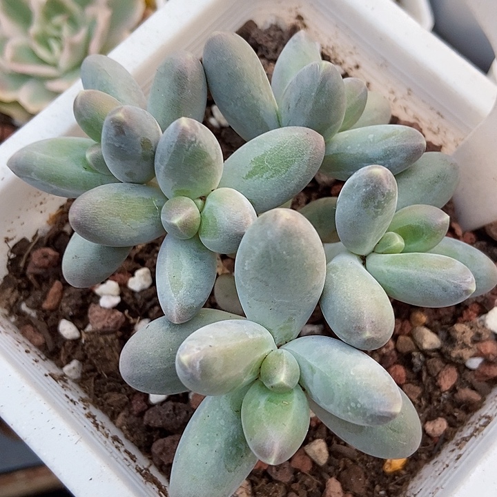 多肉植物乌拉奶1072