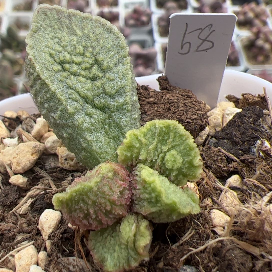 实生低叶苗多肉植物水泡多肉植物