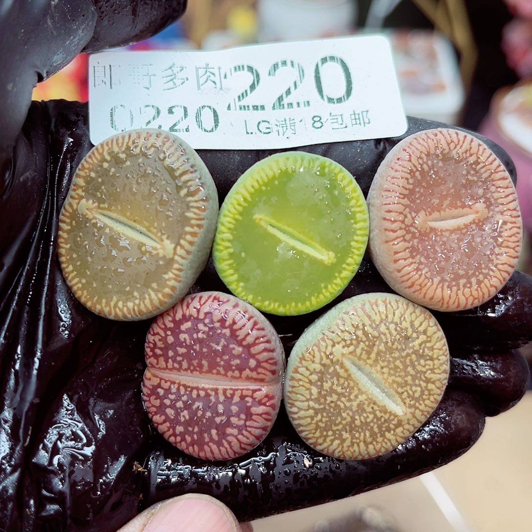 郎哥多肉生石花20-220