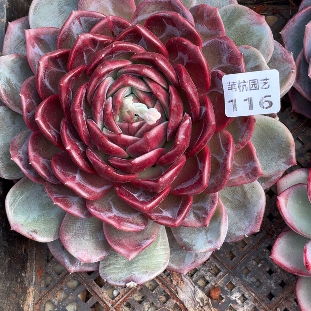 d***5116的最后几个小时了我还是想