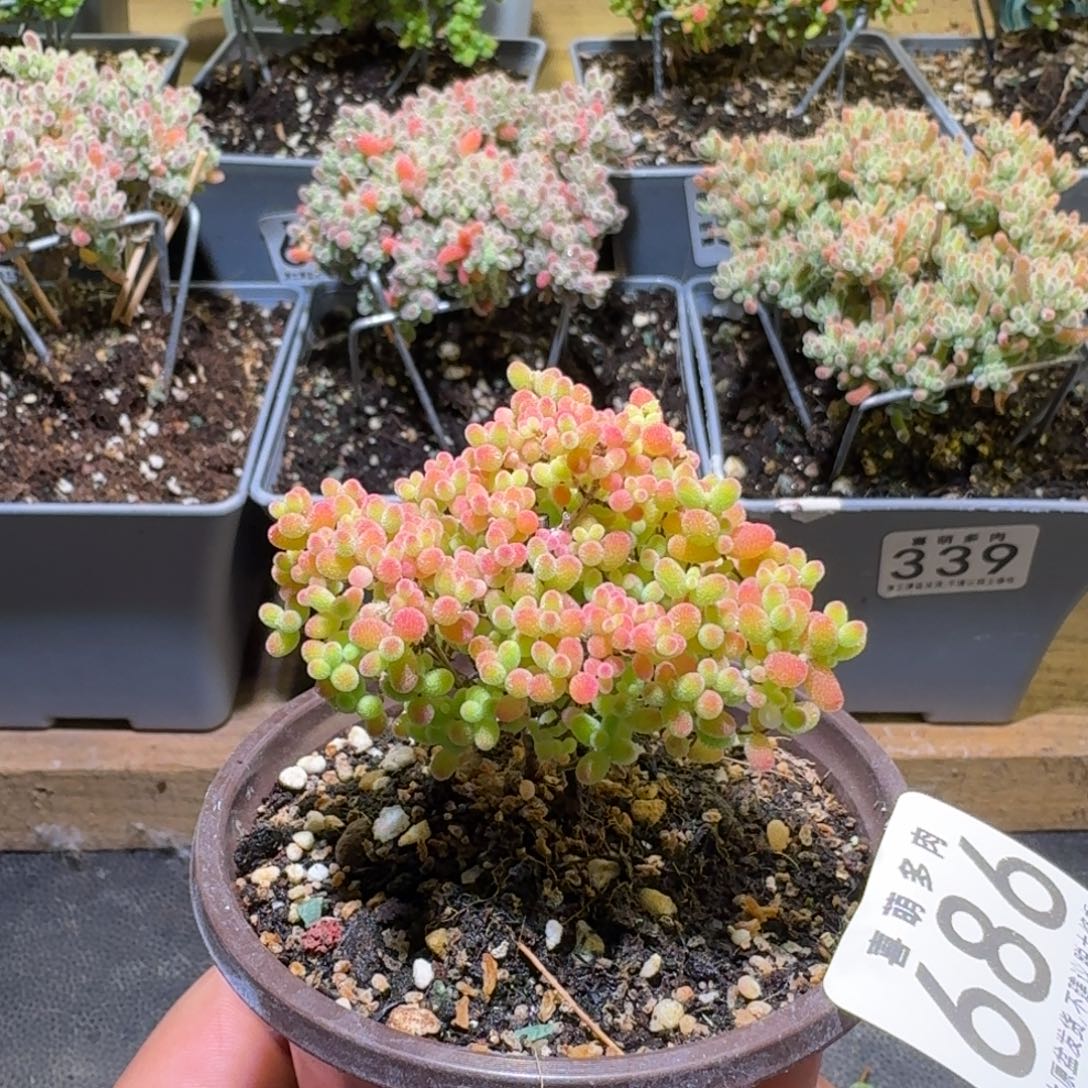 枝干番杏蜜橘糖球686