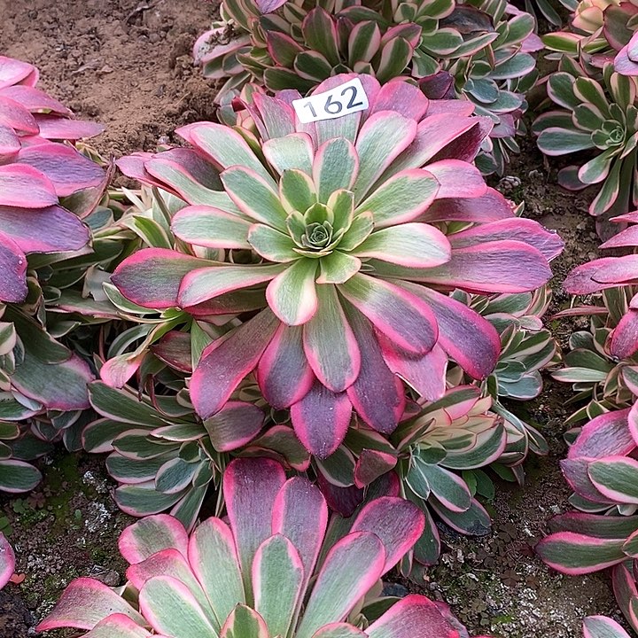 多肉植物法师162凤冠
