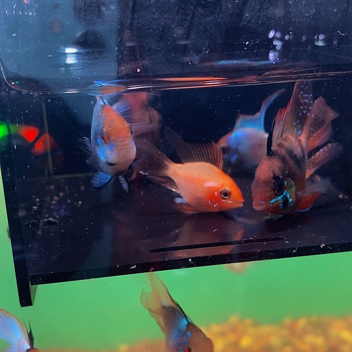 海水鱼包缸福利三剑客金波蓝波荷兰凤凰球