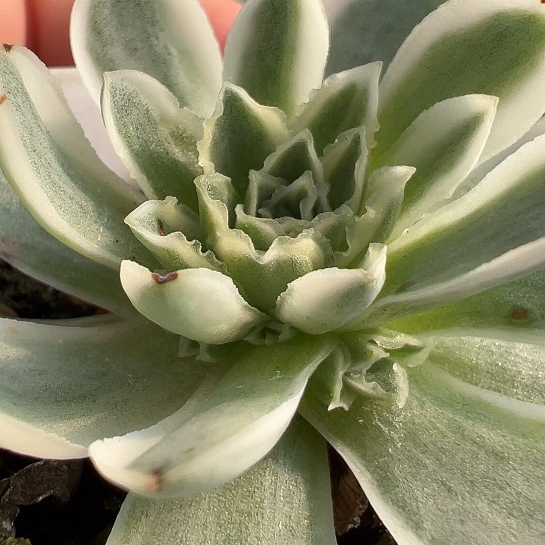 山地玫瑰锦秋夕1053号