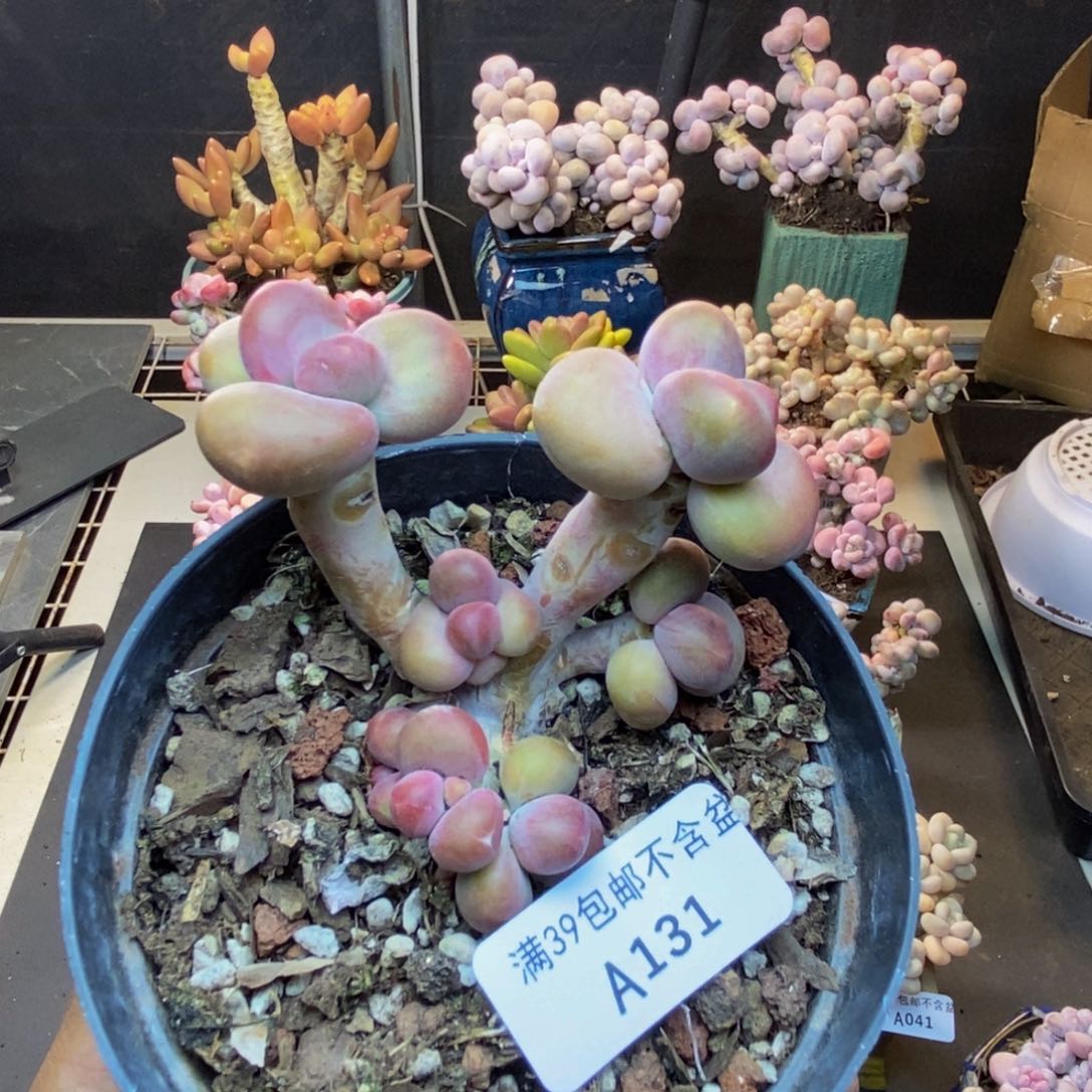 131芒果奶kk奶多肉7c m