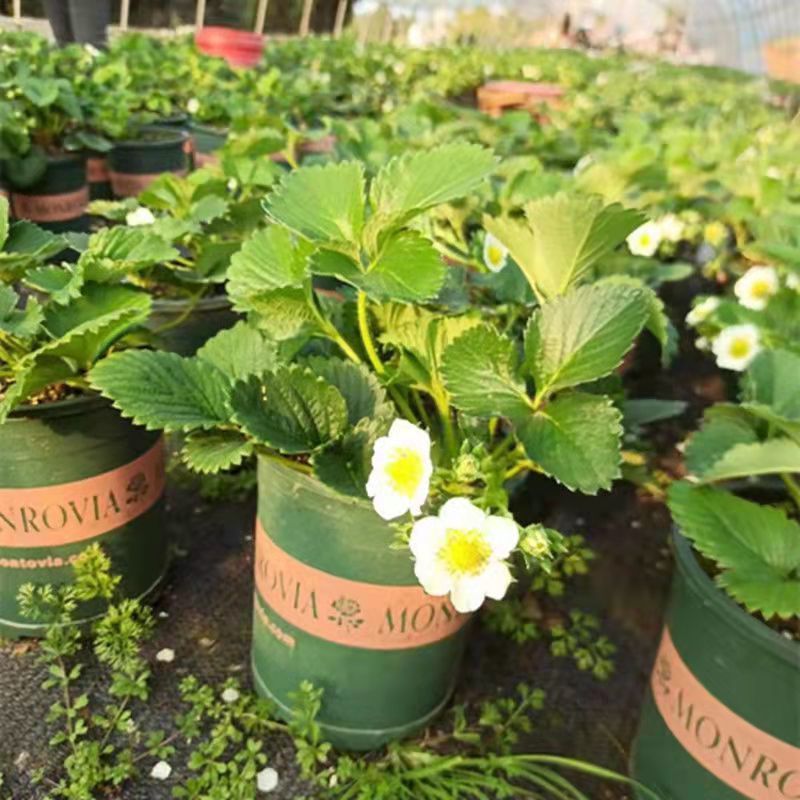 【拍二发三】红颜奶油盆栽带盆带土四季可种阳台庭院种植新手首选