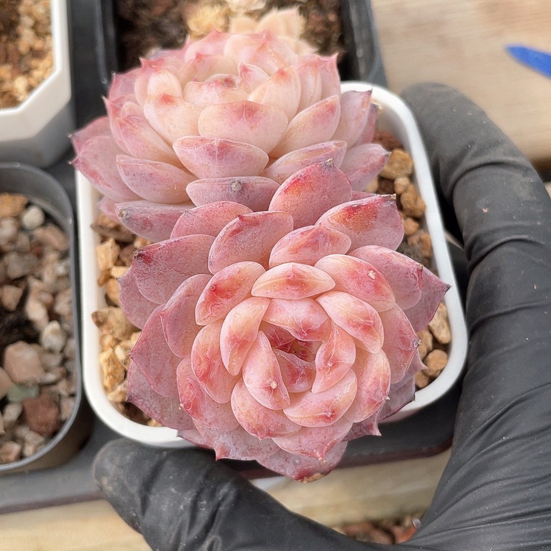 氧*✨优选冰魄福利9196