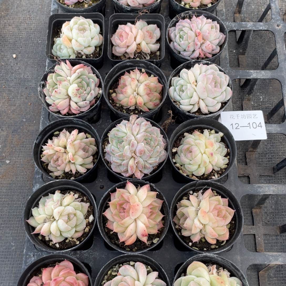 一物一拍18棵12-104