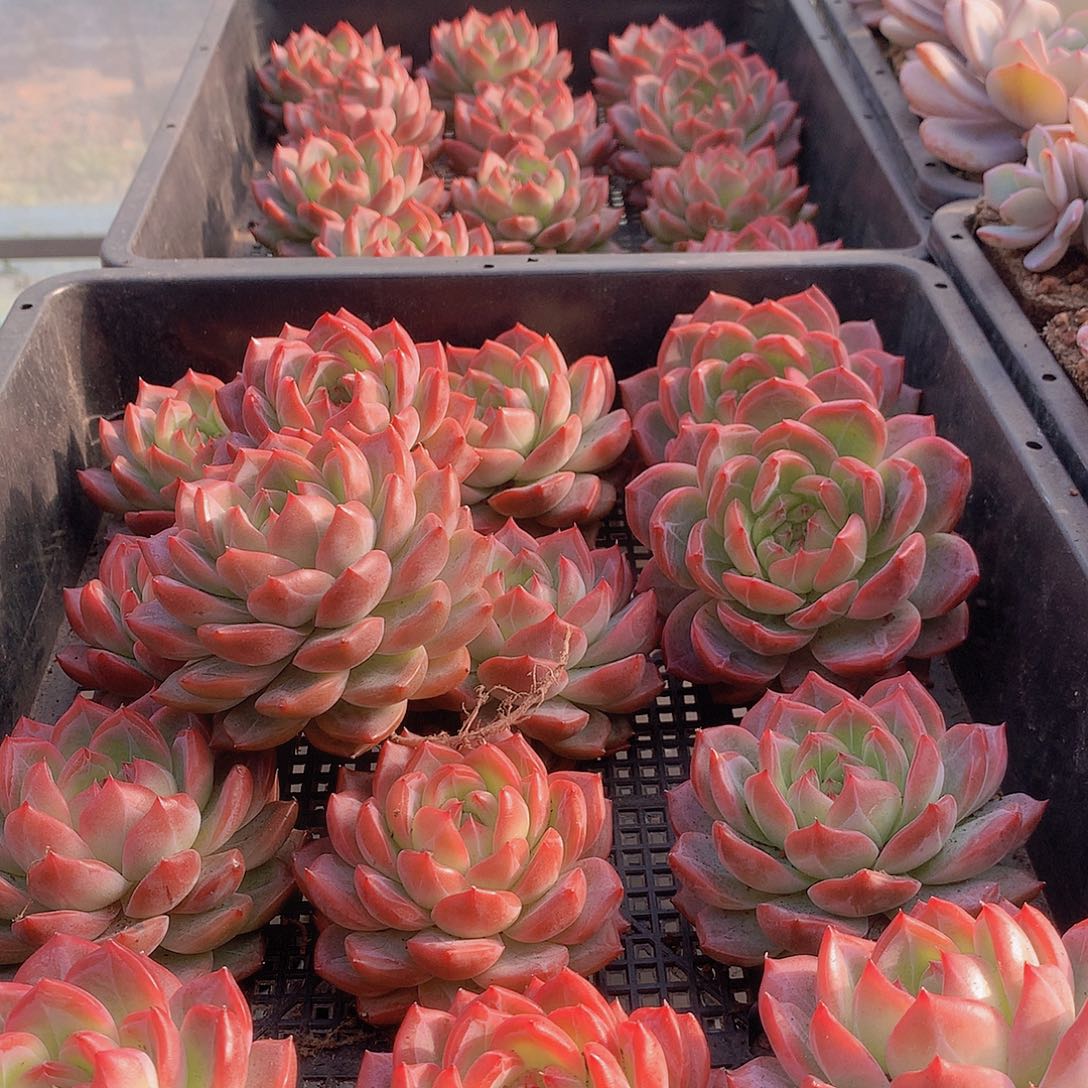 中号红鸾00000000000000000