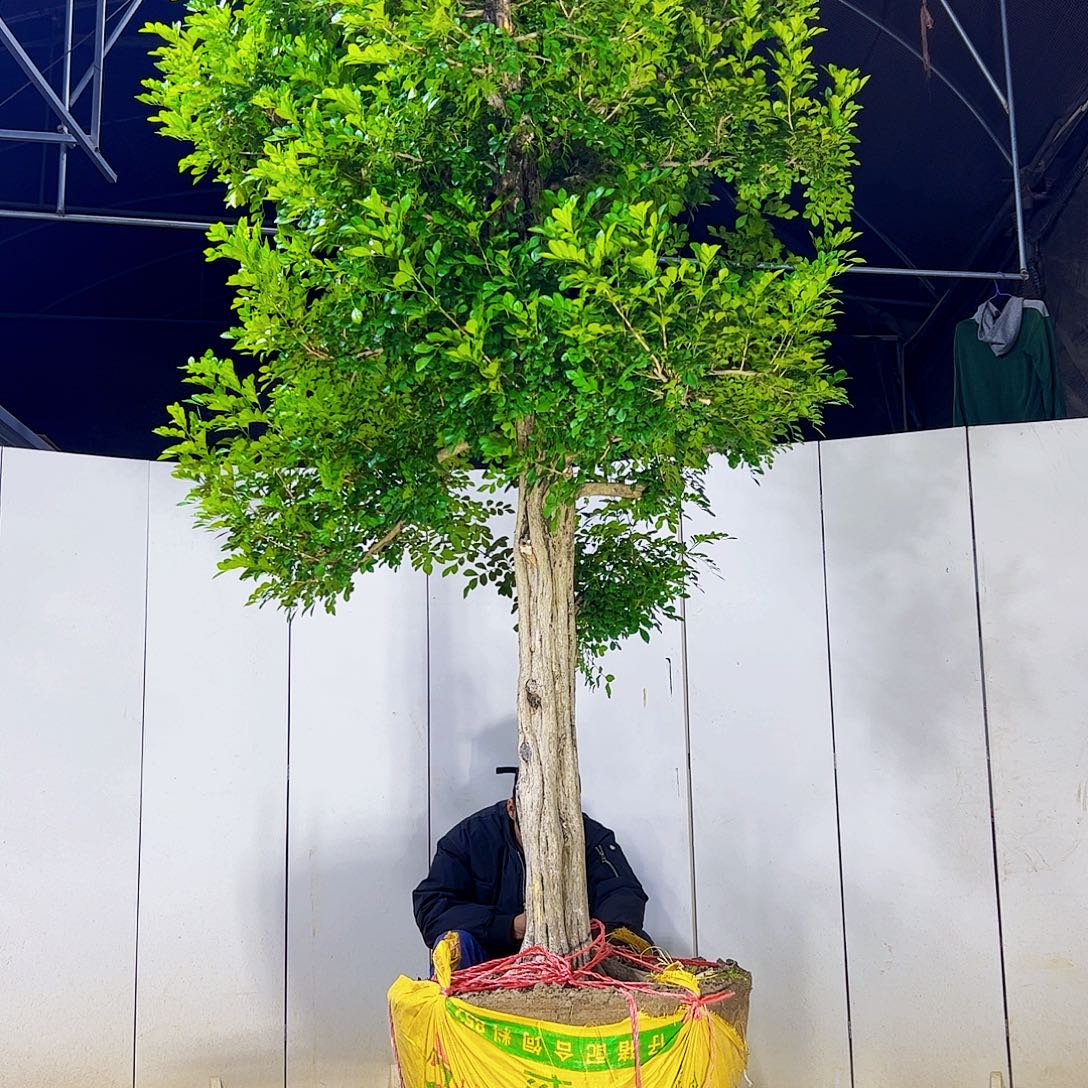 常***明当前无花朵，栽培后可花朵