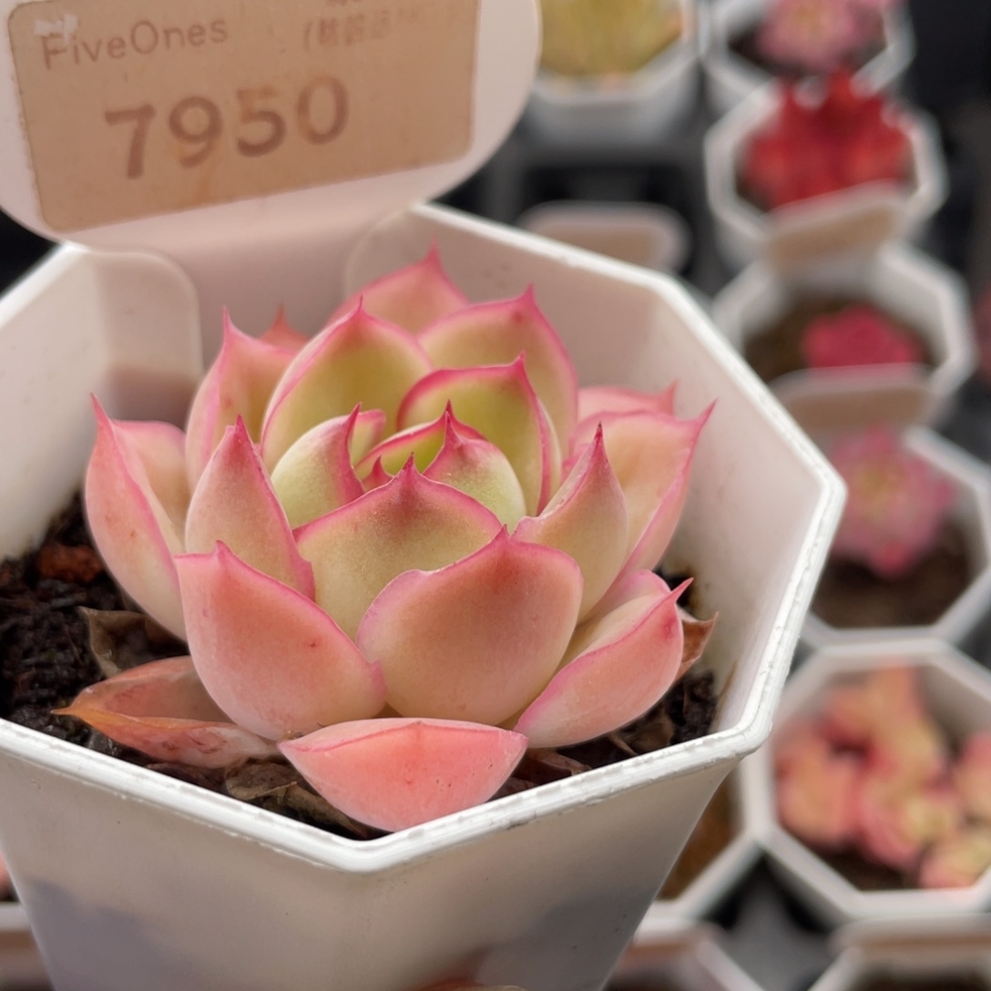 采荷7950-5.0厘米